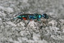 Emerald Cockroach Wasp Ampulex compressa 