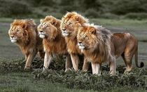 Emperors of the savannah Four male lions form a strong pride in Amboseli National park Kenya