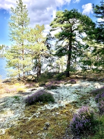 Enchanted by the forests on the Swedish archipelagos 