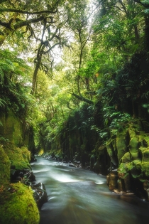 Enchanted Forests New Zealand  joey_argus