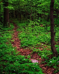 Enchanting path in the heart of the woods Poland 
