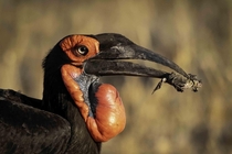 Endangered southern ground hornbill chewing on a frog Such amazing colours on the facial skin and those eyelashes 
