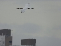 Endangered spoonbill soar in the sky of the concrete jungle Hong Kong