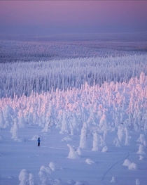 Endless snow-covered forest in Finland
