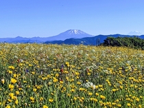 Endless wildflowers looking on to Mount Saint Helens and Mount Rainier 