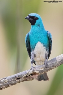 Eng Swallow Tanager - PtBr Andorinha-sa Tersina viridis Brazil