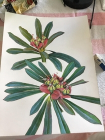 Euphorbia gymnonota milktree Bahamas endemic