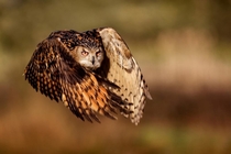 Eurasian Eagle Owl Bubo bubo in flight Mark Bridger 