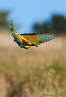 European Bee Eater returning home with his spoils 
