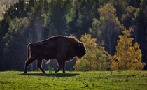 European bison Bison bonasus also known as the wisent in Latvia 
