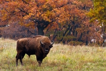 European bison in Autumn Poland   MilousSK 