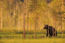 European Brown BearUrsus Arctos in Finland 