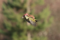 European green woodpecker Picus viridis attacked by a weasel Mustela nivalis Photograph by Martin Le-May 