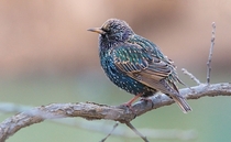 European Starling Photo credit to Henry Domke
