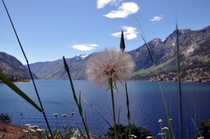 Even dandelions can be beautiful Lake Chelan WA 