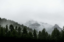 Evergreen trees on slope of snowy mountain Pontresina Switzerland 
