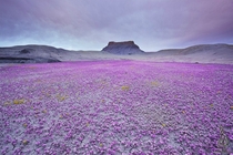 Every few years for a few fleeting days when conditions are just right these otherwise arid lands burst into color with carpets of Scorpionweed and Beeplant - Utahs badlands  photo by Guy Tal
