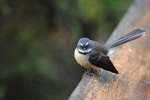 Excuse me may I take your photo No thank you have a good day This will take just a moment I said good day sir New Zealand Fantail Rhipidura fuliginosa 