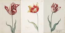 Exquisite th Century Dutch Tulip Illustrations at the Norton Simon Museum - See my comment for the story