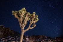Extended exposure at Joshua Tree National Park  x