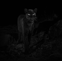 Extremely rare African black leopard recently spotted in Kenya