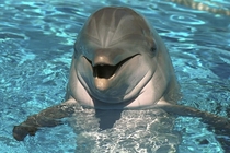 Fact Dolphins are  times smarter than your average squirrel Tursiops truncatus 