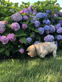 Failed photo of my dog and my flowers