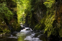 Fairy Glen a secluded mossy gorge in North Wales  Photographed by Andrew Kearton