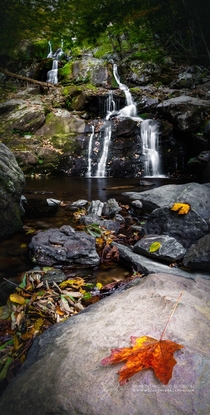 Fall arrives at Dark Hollow Falls in Shenandoah National Park Virginia 
