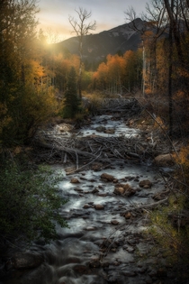 Fall Colors Cottonwood Creek Buena Vista Colorado 