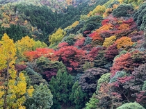 Fall colors in Kyoto Japan 