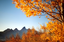 Fall colors in the evening Grand Teton National Park Wyoming OC  soulcreature