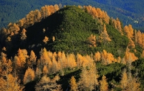 Fall Colours Pokljuka Julian Alps 
