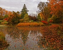 Fall in Maryland isnt too bad either My phone doesnt do it justice Brookside Gardens MD 