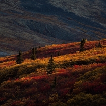 Fall in the Canadian Arctic tundra Yukon Territory 