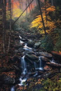 Fall in the Woodlands Great Smoky Mountains National Park