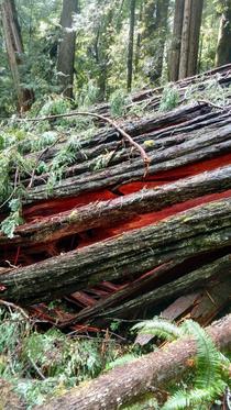 Fallen redwood glowing like embers near Orick California 