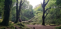 Fallen tree - Barna woods Galway - Ireland 