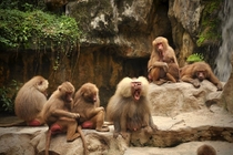 Family of Baboons xD 