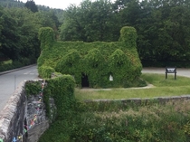 Famous Welsh tearoom overgrown during lockdown