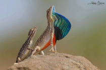 Fan Throated Lizard  photo by Rahul Belsare