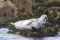 Farne Island Seal by Timothy Allen 