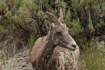 Female Bighorn Sheep