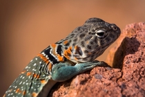 Female Collarded Lizard in the Wichita Mountains National Wildlife Refuge OK by Christopher Neel  x-post rHI_Res