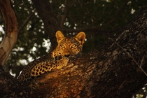 Female leopard in South Africas Kruger National Park