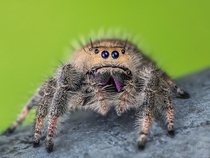 Female regal jumping spider Phidippus regius  x