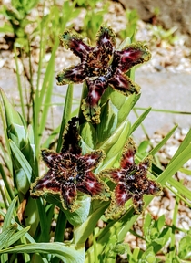 ferraria crispa starfish iris OC