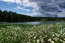 Field of daisies Malheur National Forest Oregon 
