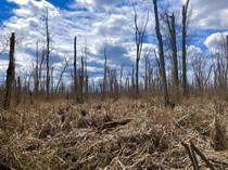Field of dead trees in West Bridgewater MA  x