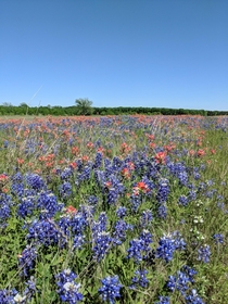 Field of Dreams in Ennis TX 